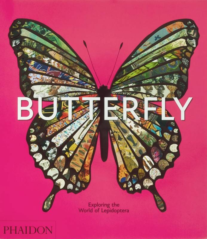 Livro Butterfly: Exploring The World Of Lepidoptera Hachette Book Group - Usa - imagem 1