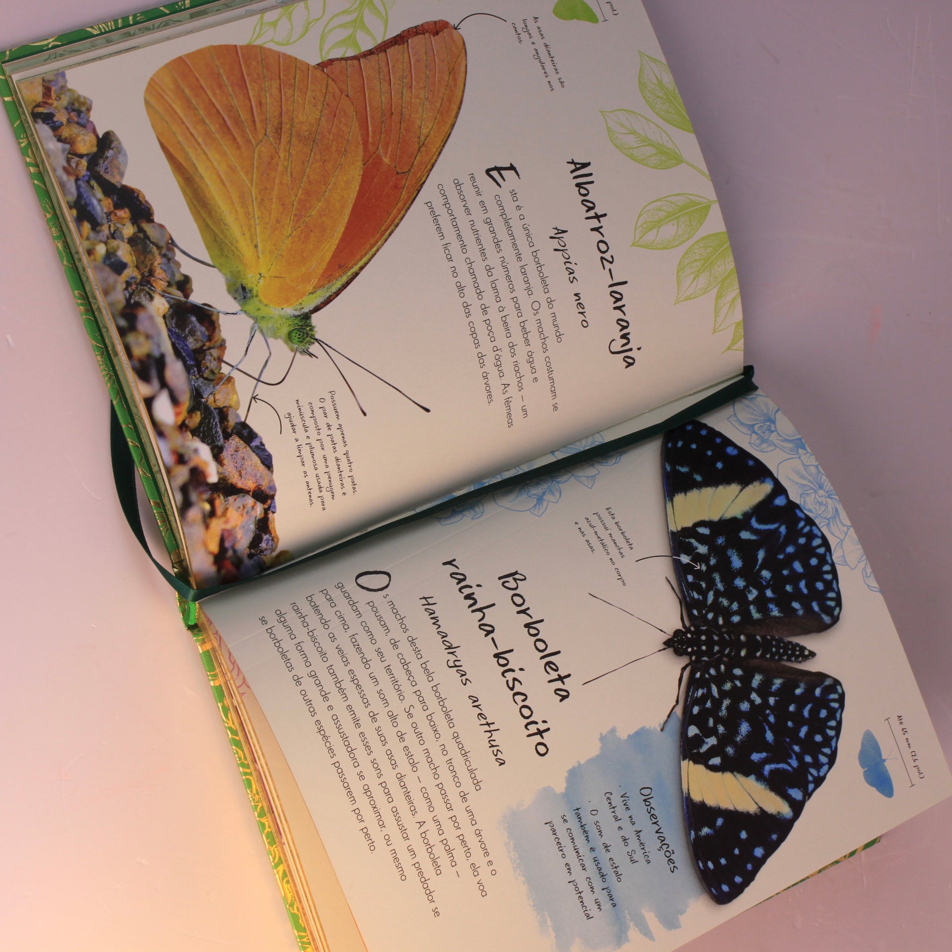 Livro Uma Antologia de Borboletas e Mariposas