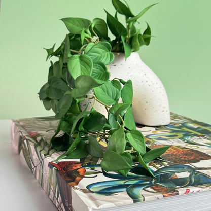 Vaso Curve - Modern Mood