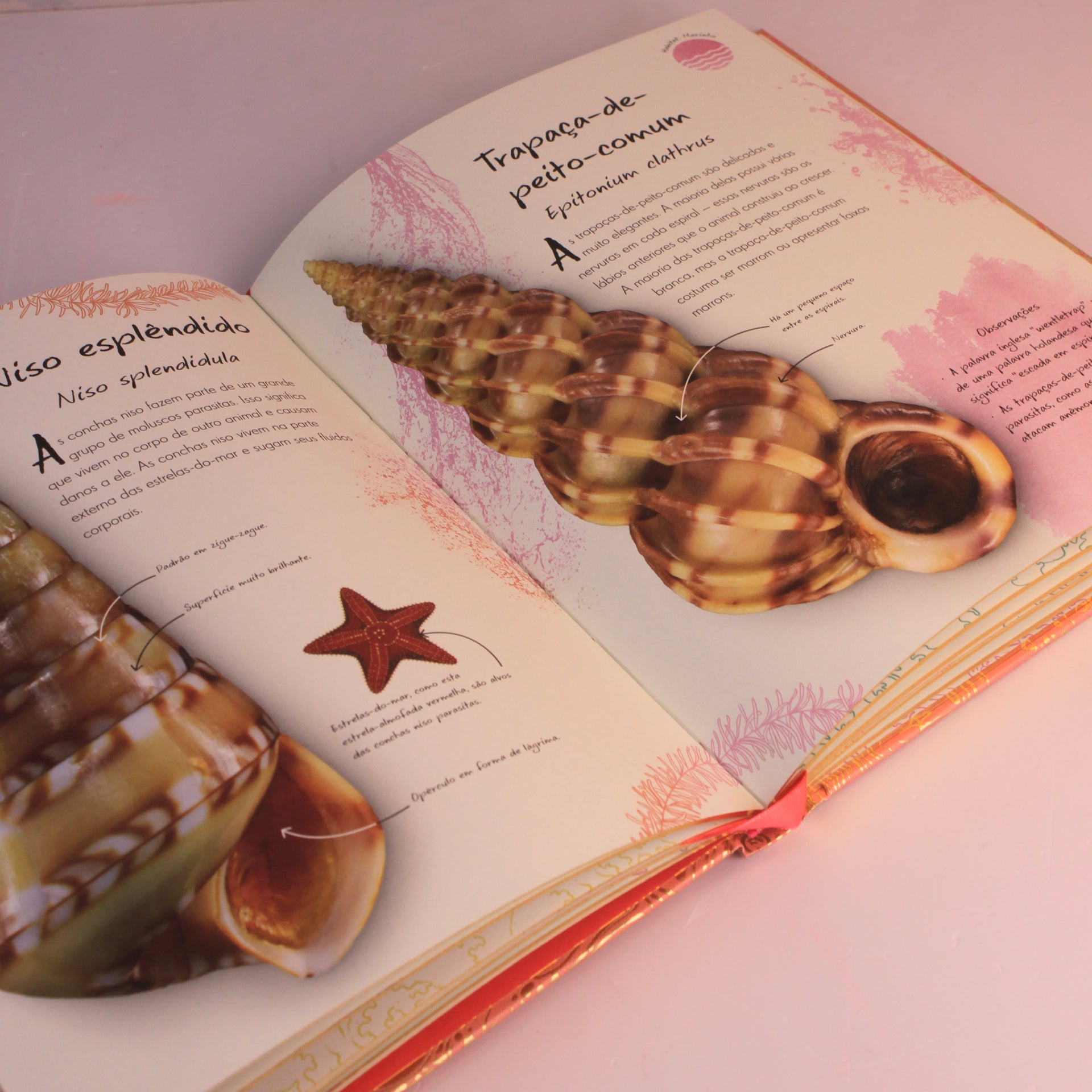 Livro Uma Antologia de Conchas
