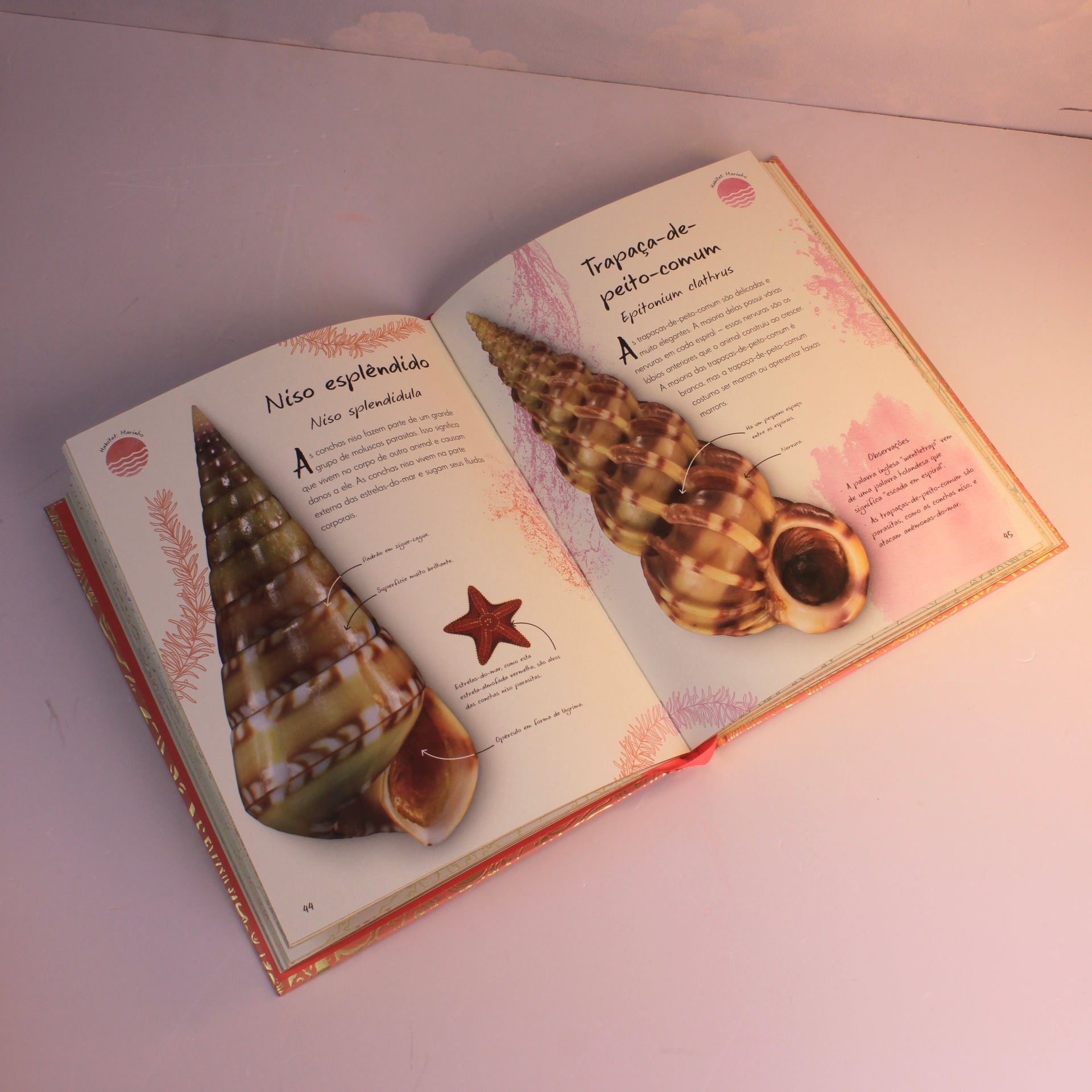 Livro Uma Antologia de Conchas