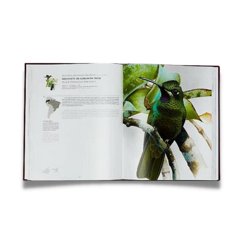 Livro Beija-flores do Brasil Editora Marte - imagem 3