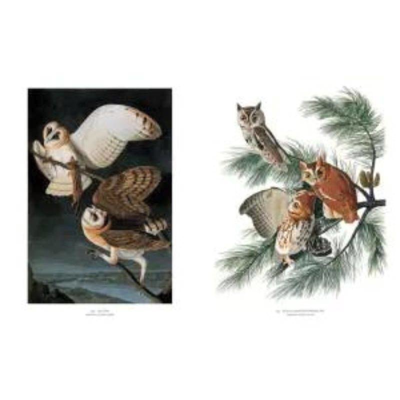 Livro Audubon's Birds of America Ingram - Modern Mood