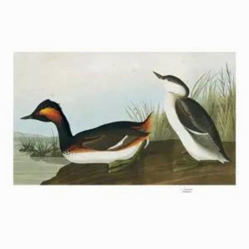 Livro Audubon's Birds of America Ingram - Modern Mood