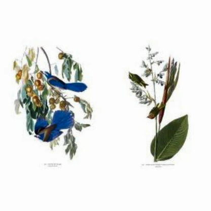 Livro Audubon's Birds of America Ingram - Modern Mood