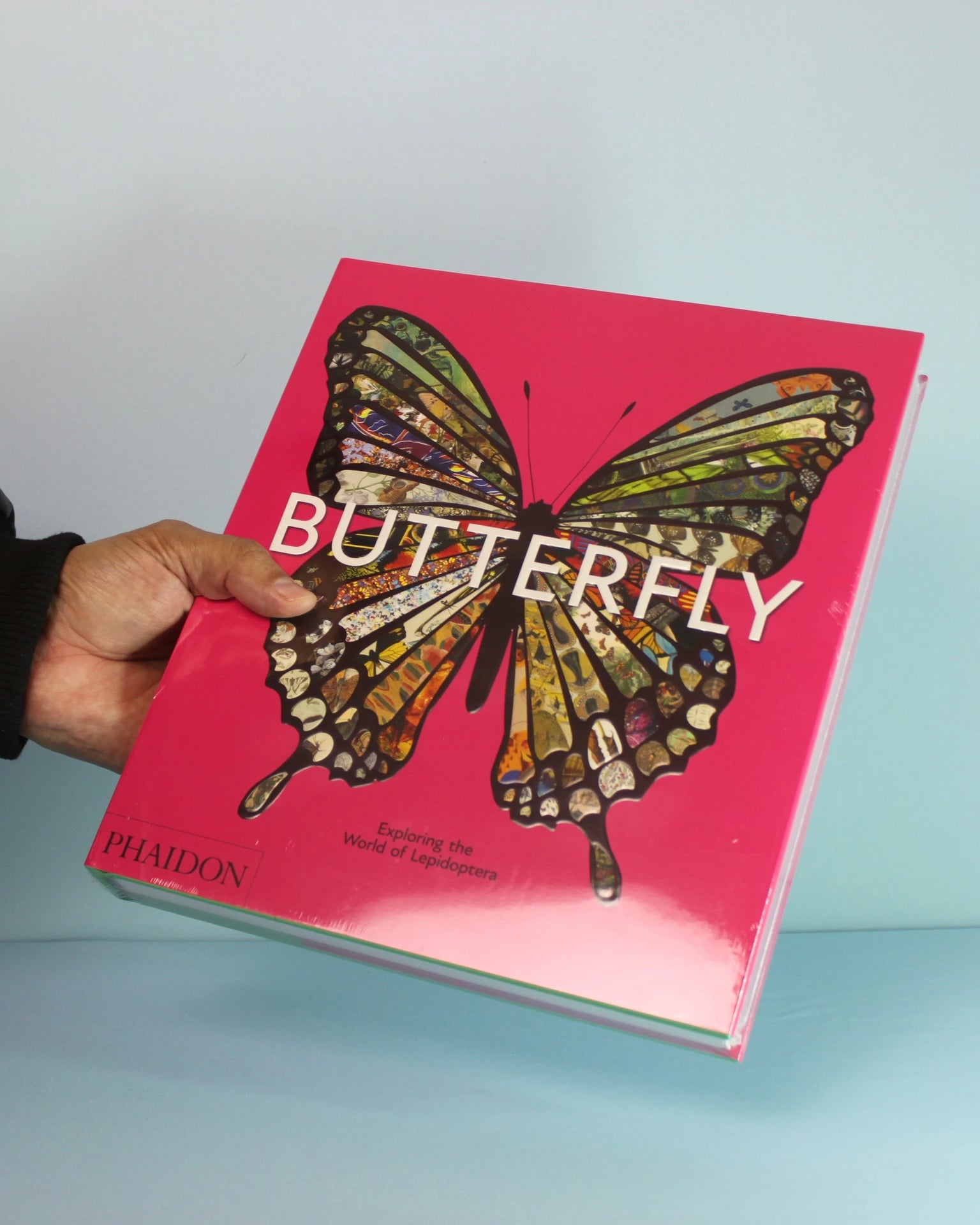 Livro Butterfly: Exploring The World Of Lepidoptera Hachette Book Group - Usa [WEBP]